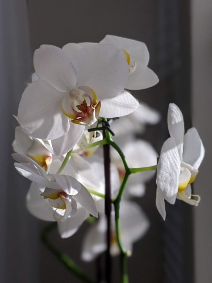 Large White Orchid