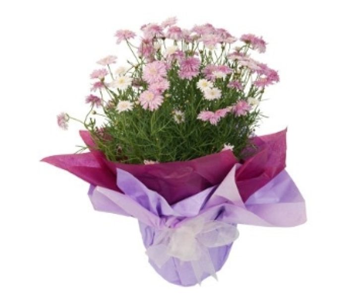PP1 Pot of Colour