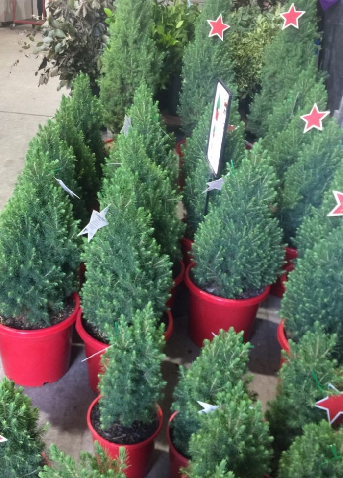 Potted Christmas Tree