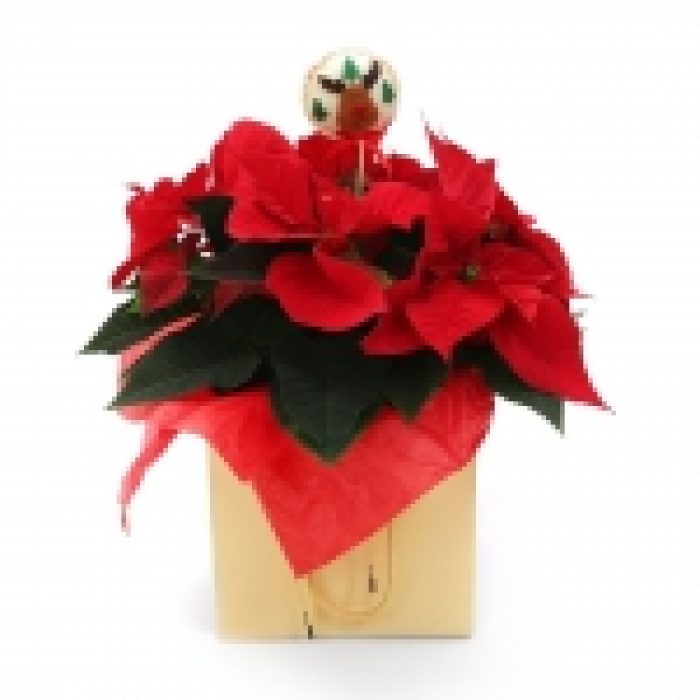 Poinsettia