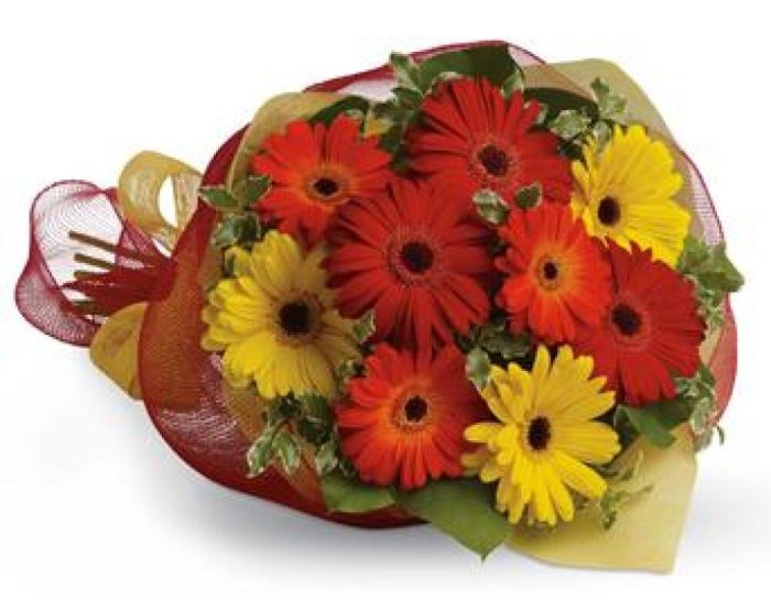 PB25 Gerbera Brights