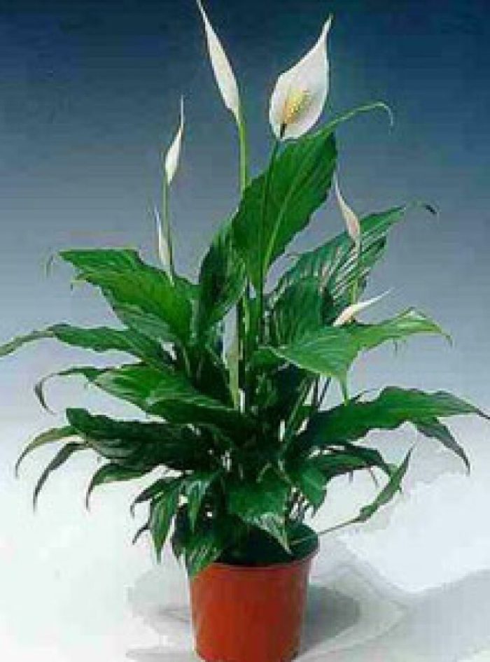 Spathiphyllum Peace Lily