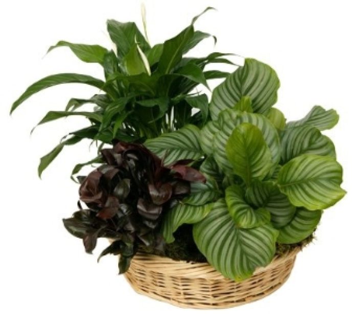 PP$ Gardeners Joy