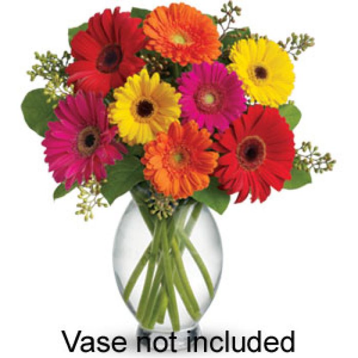 PE1NV Gerbera Delight