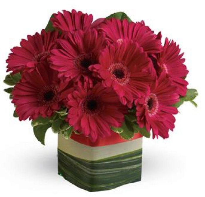 PA59 Grand Gerberas